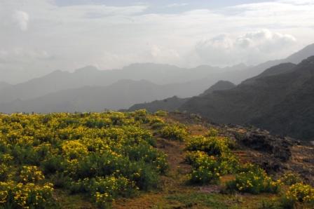 Meskal flowers cover the landscapes in the Simien Mountains